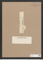 Pleurosigma longum Cleve (de-Toni-Nr.: Genus 13, Species 1044) Zeichnungen Sammlung Grunow Nr. 1877 (NHMW-BOT-W0368988)